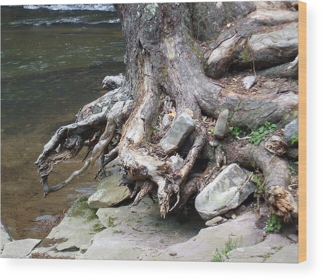 Water Wood Print featuring the pyrography Water tree roots by Carla Russell