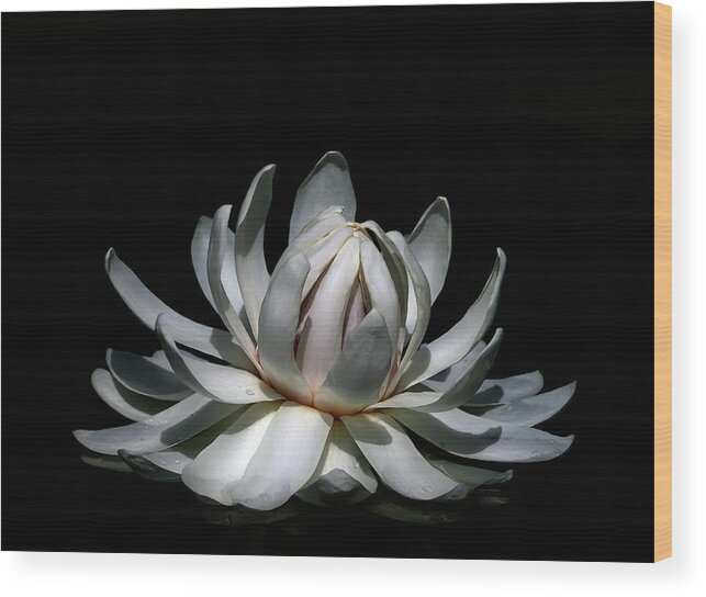 Lily.waterlily Wood Print featuring the photograph Waterlily by Wayne Sherriff