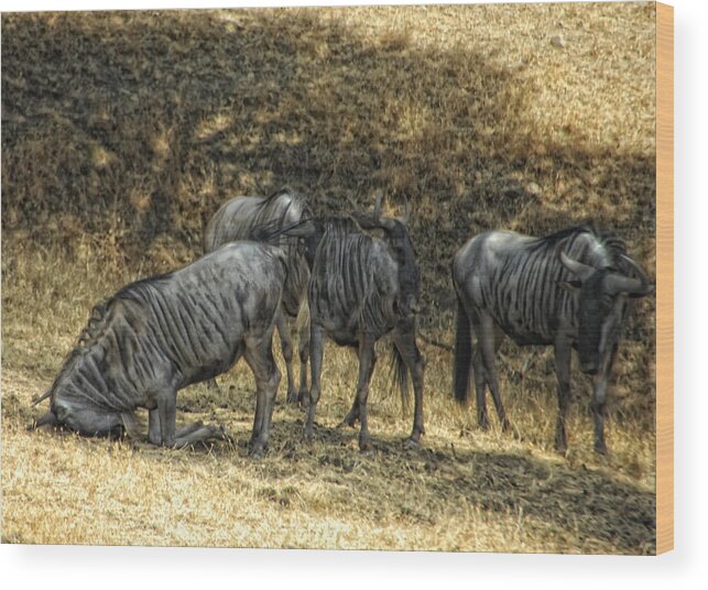 Wildebeast Wood Print featuring the photograph What A Bewildering Day by Donna Blackhall