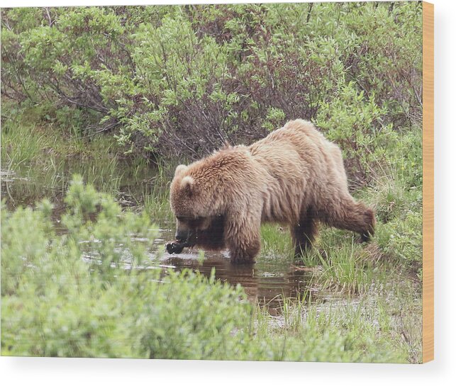 Grizzly Wood Print featuring the photograph What's This? by Jean Clark