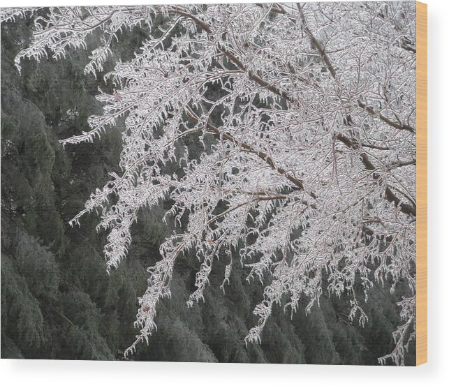 Ice Wood Print featuring the photograph White Lace by Jeanette Oberholtzer