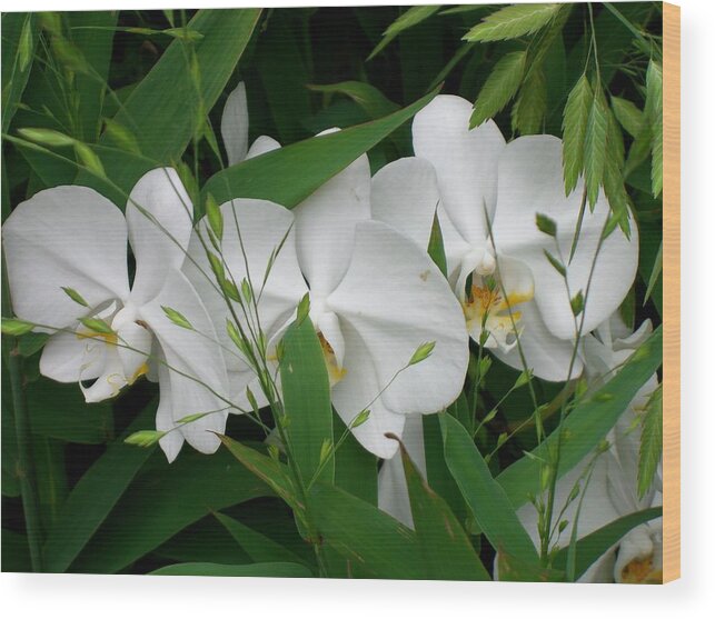 White Orchid Flowers Wood Print featuring the photograph White Orchids by Don Wright