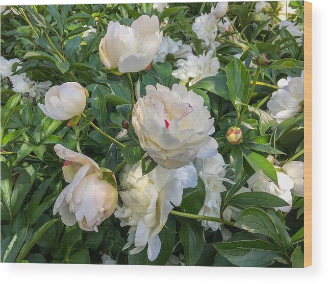 White Peonies Wood Print featuring the photograph White Peonies in North Carolina by Chris Berrier