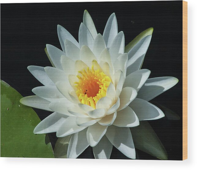 Nature Wood Print featuring the photograph White Pond Lily by Arthur Dodd