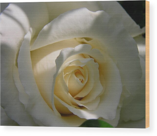 Rose Wood Print featuring the photograph White Rose by Shirley Stevenson Wallis