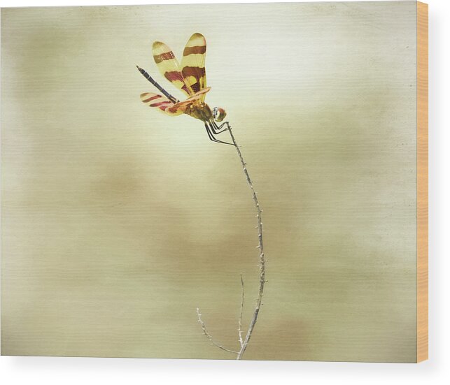 Dragonfly Wood Print featuring the photograph Windblown by Steven Michael