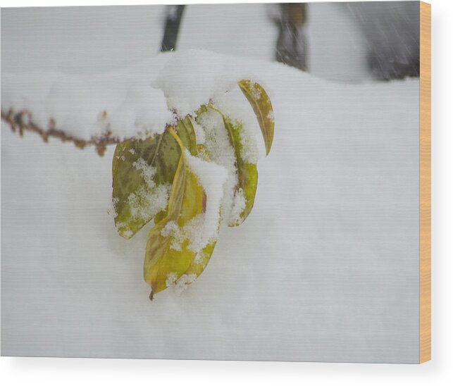 Snow Wood Print featuring the photograph Winter Leaves by Deborah Smolinske