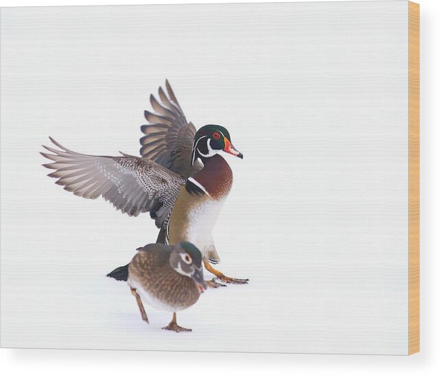 Wood Duck Couple Wood Print featuring the photograph Wood duck couple by Lynn Hopwood