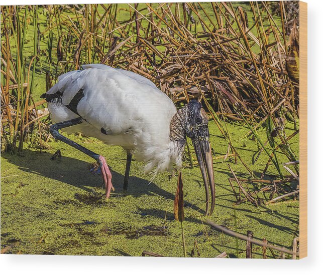 Red Bug Slough Wood Print featuring the photograph Wood Stork in Duck Weed by Richard Goldman
