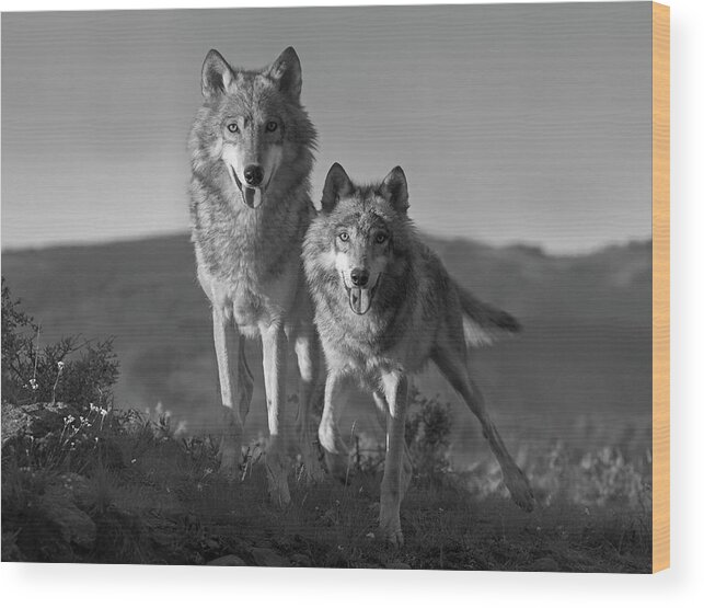Disk1215 Wood Print featuring the photograph Gray Wolves On The Lookout #1 by Tim Fitzharris