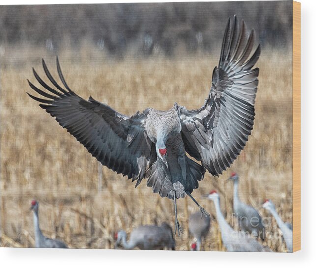 Sandhill Crane Wood Print featuring the photograph Incoming #1 by Michael Dawson
