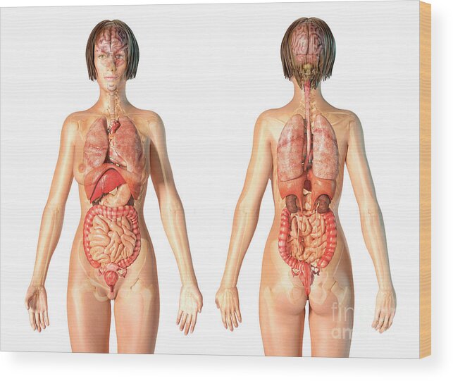 Female Internal Organs #2 Wood Print