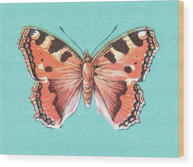 Animal Wood Print featuring the drawing Butterfly #22 by CSA Images