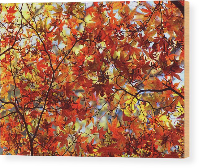 Canopy Of Acer Leaves In Autumn Wood Print featuring the photograph 847-84 by Robert Harding Picture Library