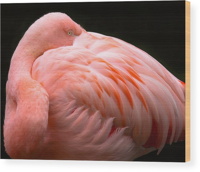 Bird
Featrhers
Pink
Animal
Wildlife
Flamingo
Pink Wood Print featuring the photograph A Big Bundle Of Feathers by Robin Wechsler