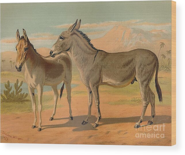 Horse Wood Print featuring the drawing Abyssinian Wild Male Ass & Female by Print Collector