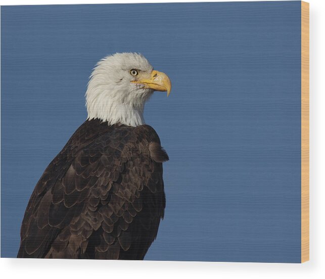 Raptor Wood Print featuring the photograph American Bald Eagle by Rick Mosher