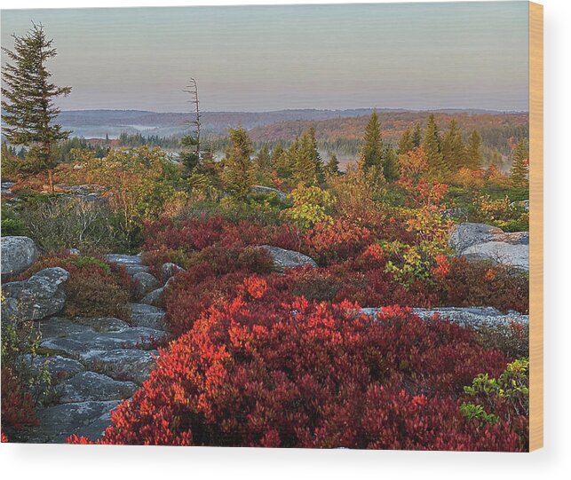 Dolly Sods Wood Print featuring the photograph Autumn at Dolly Sods by Lori Coleman