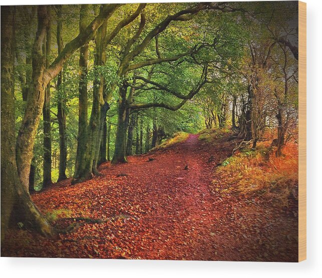 Tranquility Wood Print featuring the photograph Autumn Leaf Lined Path by Verity E. Milligan