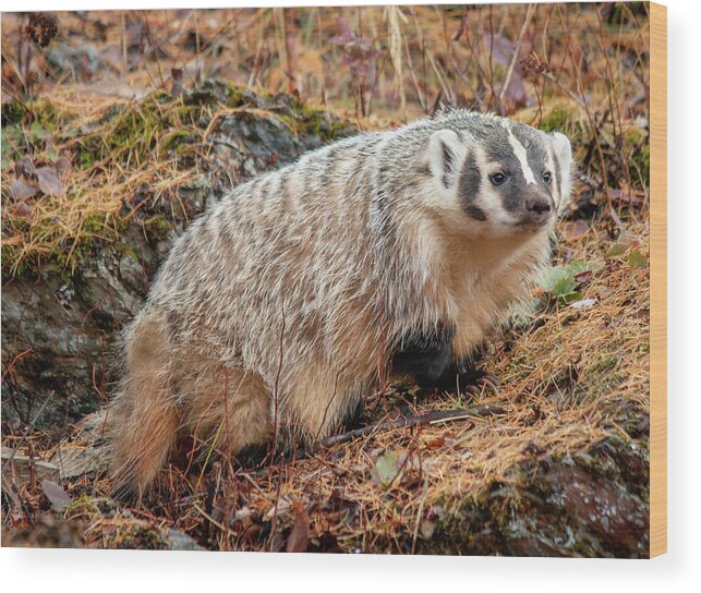 Adult Wood Print featuring the photograph Badger 3453 by TL Wilson Photography by Teresa Wilson