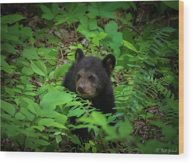 Bear Wood Print featuring the photograph Bear Cub by Robert Golub
