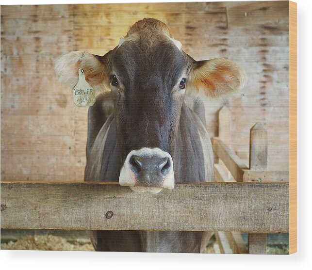 Cow Wood Print featuring the photograph Beautiful Brown Eyes by Alida M Haslett