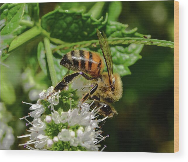 Linda Brody Wood Print featuring the photograph Bee on Blooming White Spike Flowers 3 by Linda Brody