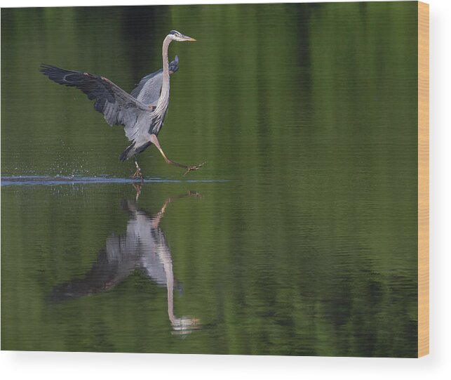 Great Blue Heron Wood Print featuring the photograph Beep Beep by Art Cole