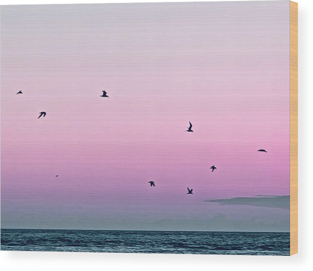Birds Wood Print featuring the photograph Captive Island Sunset Seabirds Circling by Shelly Tschupp
