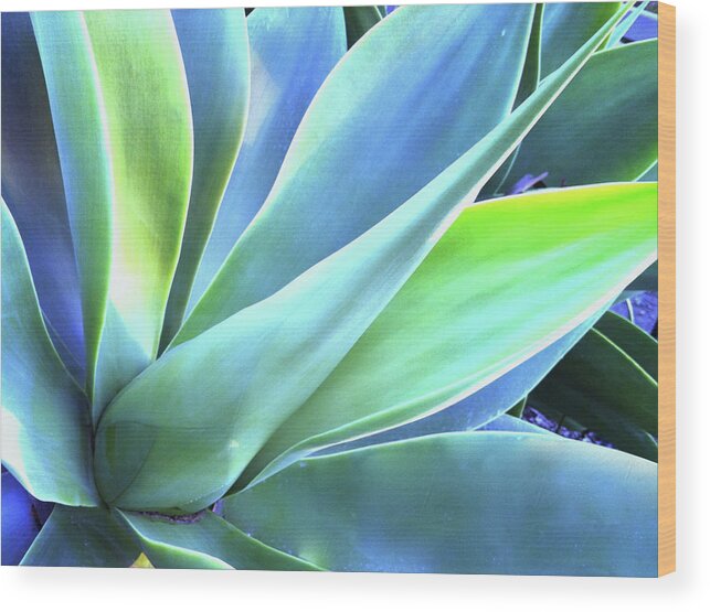 Agave Wood Print featuring the photograph Blue Agave by Denise Taylor