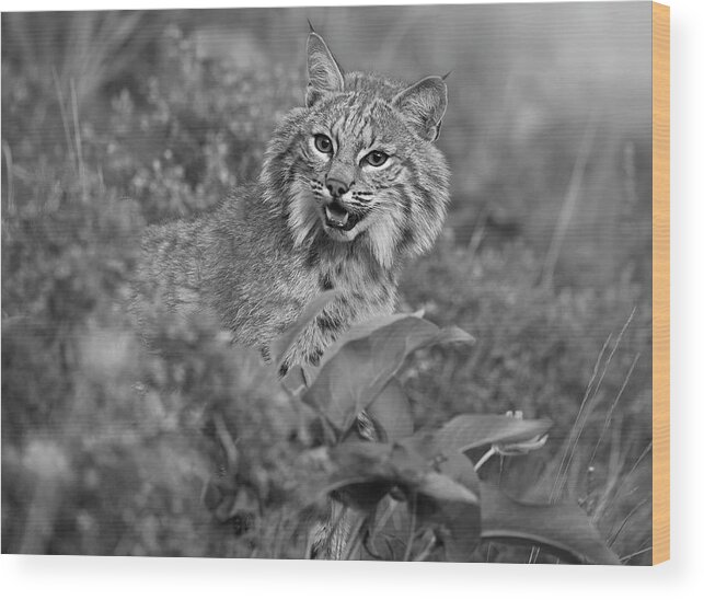 Disk1215 Wood Print featuring the photograph Bobcat In Undergrowth by Tim Fitzharris