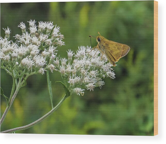 Nature Wood Print featuring the photograph Butterfly or Moth Photo by Louis Dallara