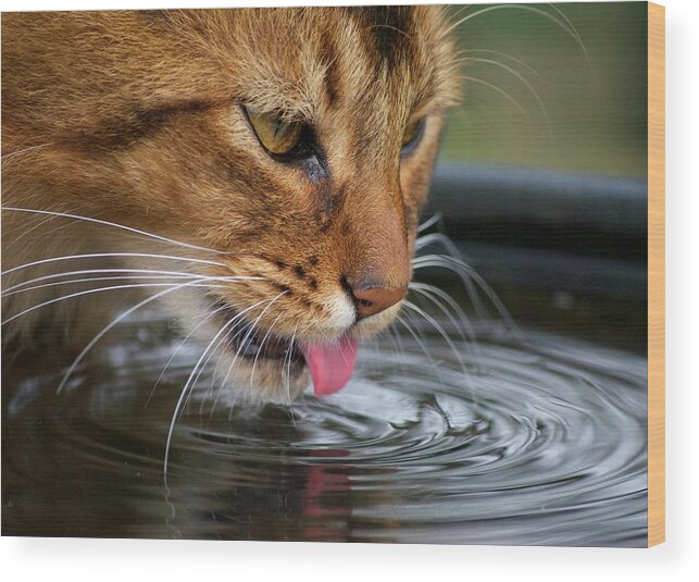 Water's Edge Wood Print featuring the photograph Cat Drinking Water by Lisa Beattie