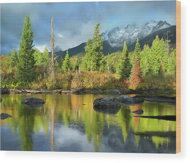 00586190 Wood Print featuring the photograph Conifers Along River, Mt Saint John, Grand Teton National Park, Wyoming by Tim Fitzharris