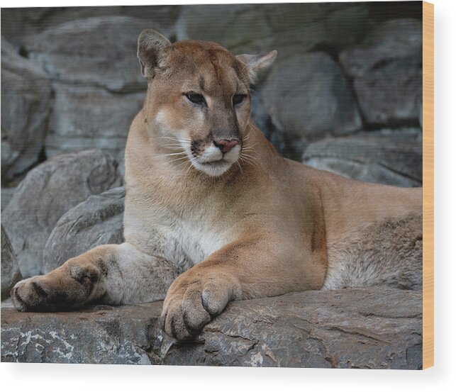 Cougar Cfz 1 Wood Print featuring the photograph Cougar Cfz 1 by Robert Michaud