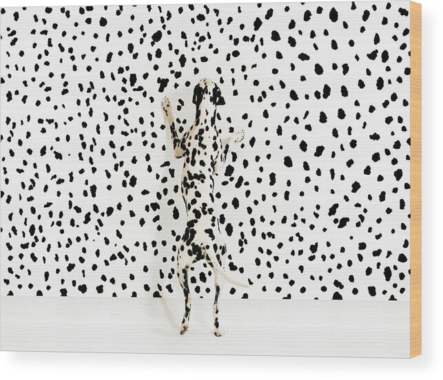 Pets Wood Print featuring the photograph Dalmation Dog On Spots by Gandee Vasan