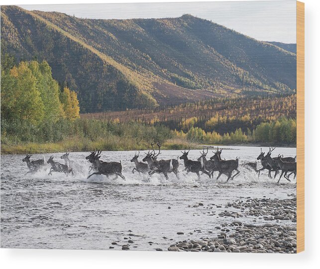 Deer Running In River At Yukon_charley Rivers National Preserve Against  Mountain Wood Print, Deer On Mountain Top