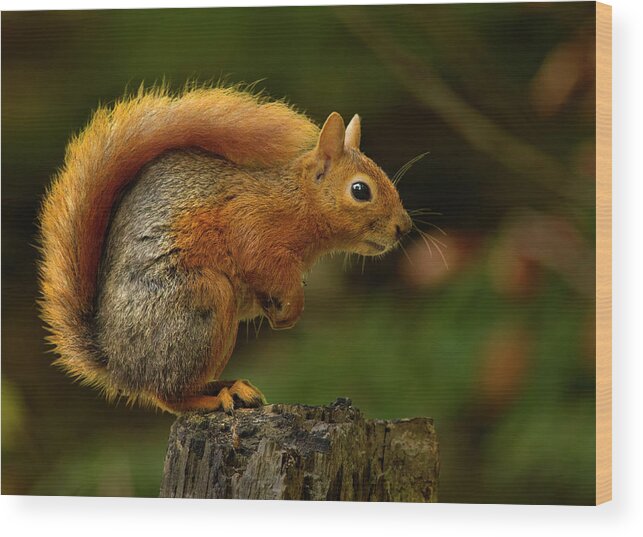 Squirrel Wood Print featuring the photograph Do Not Move by Engin Karci