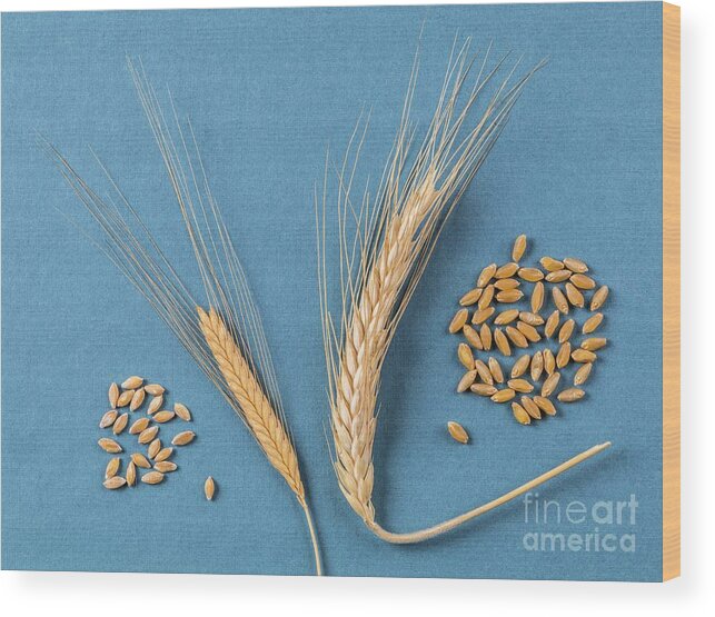 Agriculture Wood Print featuring the photograph Einkorn And Durum Wheat by Martyn F. Chillmaid/science Photo Library