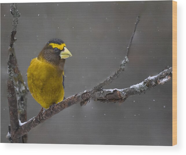 Eveninggrosbeak Wood Print featuring the photograph Evening Grosbeak by Molly Fu