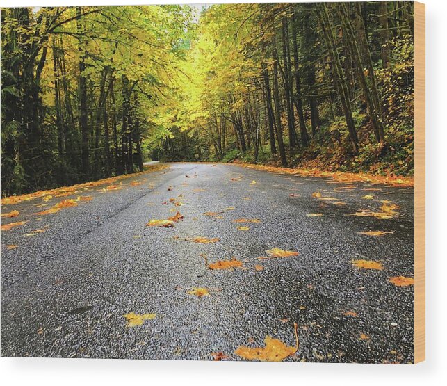 The Bright Yellows On The Fall Drive Were Stunning! Wood Print featuring the photograph Fall Drive by Brian Eberly