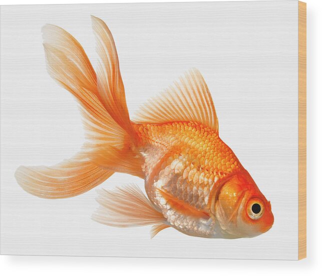 Orange Color Wood Print featuring the photograph Fancy Goldfish by Don Farrall