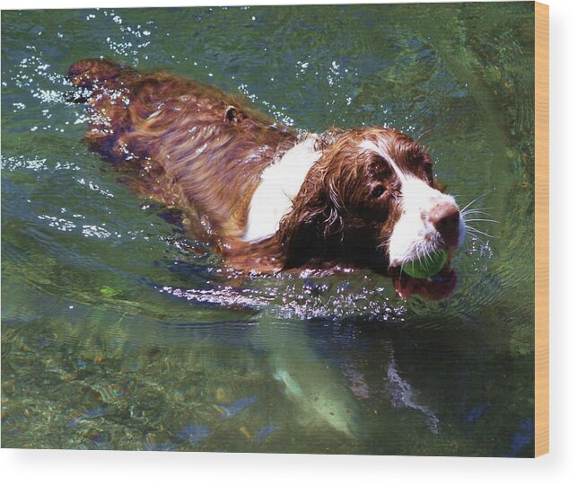 Spaniel Wood Print featuring the photograph Fetch by Fred Bailey