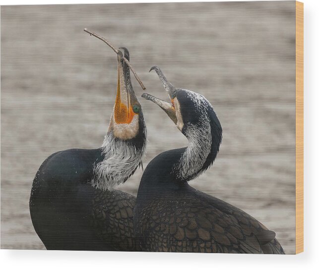 Cormorant
Cormorants
Bird
Animal
Nature
Wild
Wildlife
Playing Wood Print featuring the photograph Give It To Me by Guy Wilson