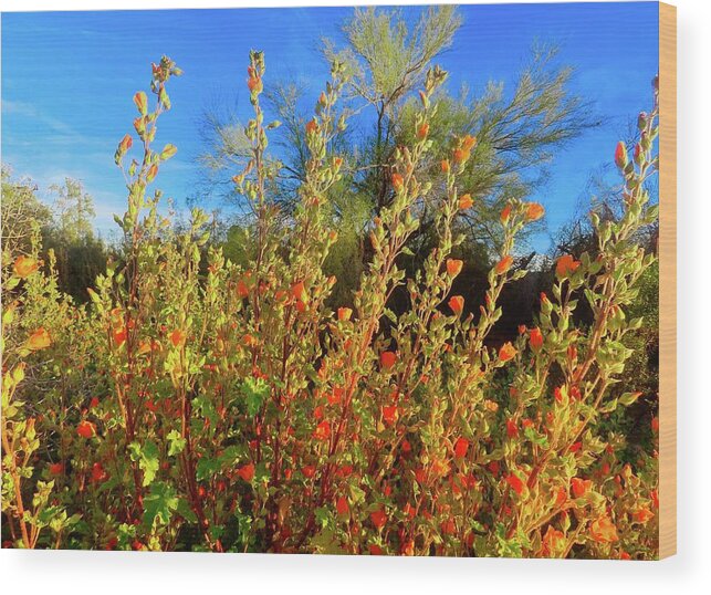 Arizona Wood Print featuring the photograph Globemallows and Palo Verde by Judy Kennedy