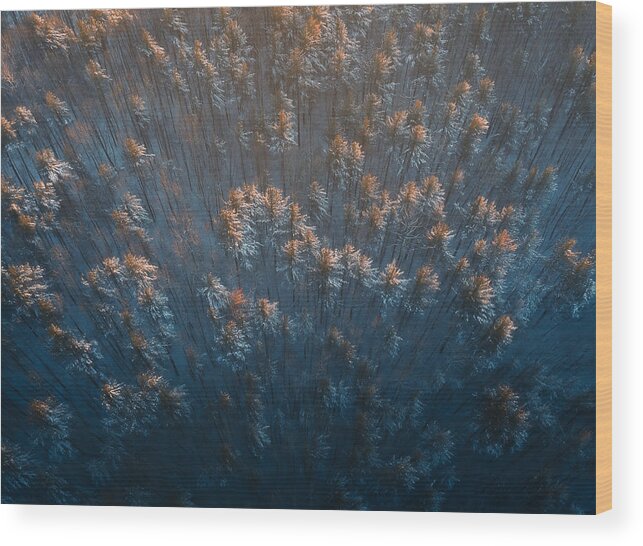 Winter Wood Print featuring the photograph Golden Light In The Wintry Jungle by Majid Behzad