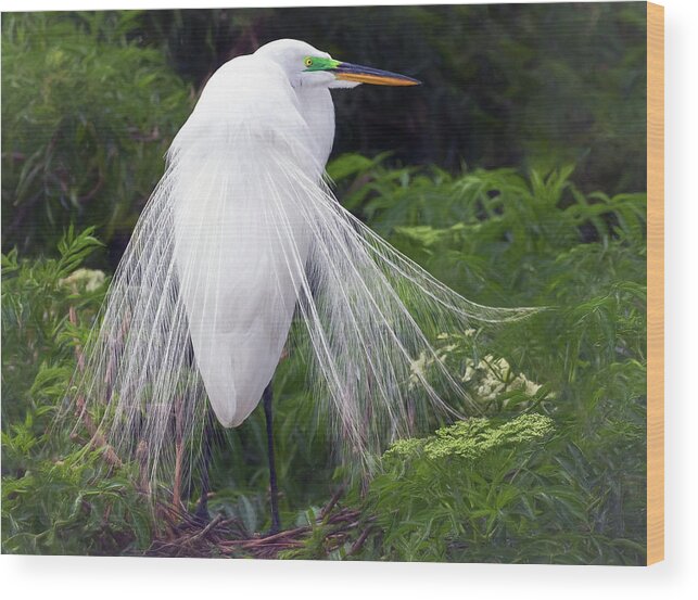 Bird Wood Print featuring the photograph Great White Colors by Art Cole