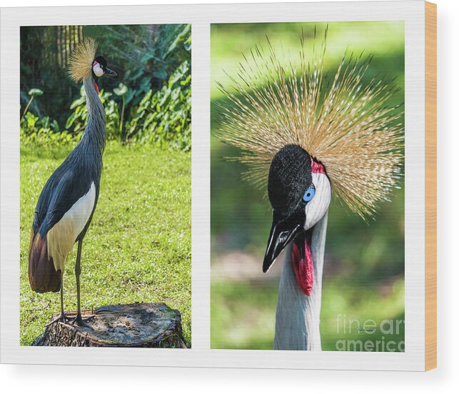 Gulf Wood Print featuring the photograph Grey Crowned Crane Gulf Shores Al Collage 8 Diptych by Ricardos Creations