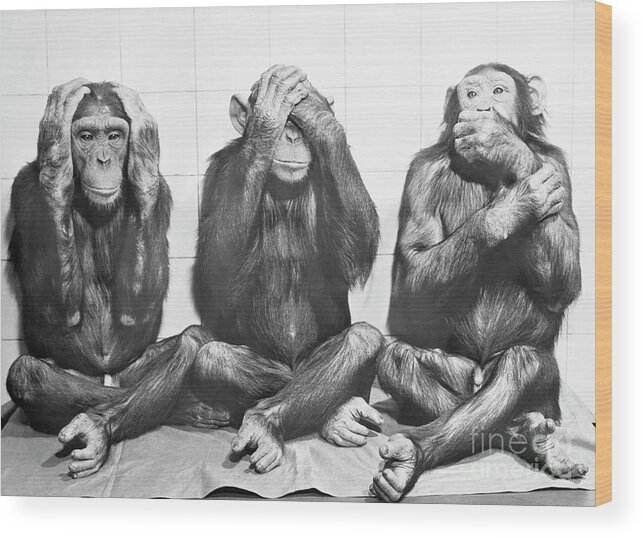 Skin Wood Print featuring the photograph Hear No Evil, See No Evil, Speak No Evil by Bettmann