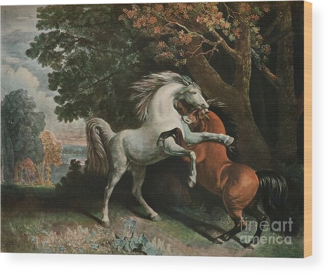 Horse Wood Print featuring the drawing Horses Fighting, C18th Century, 1902 by Print Collector